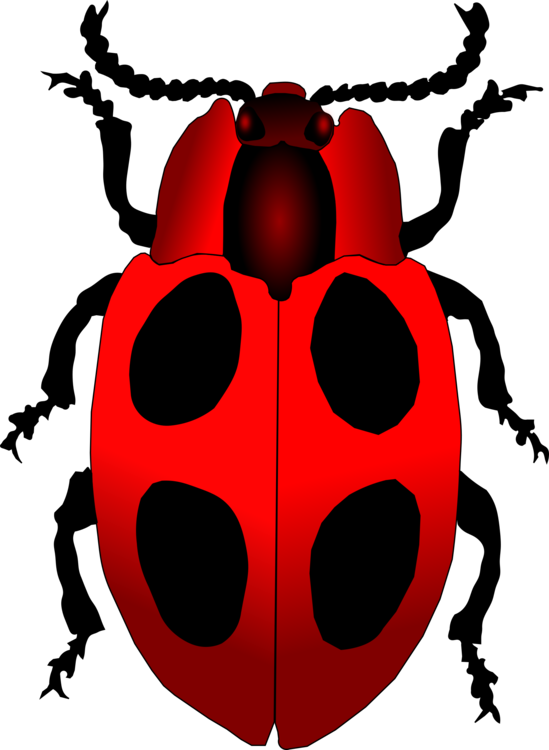 Ladybird,Invertebrate,Arthropod