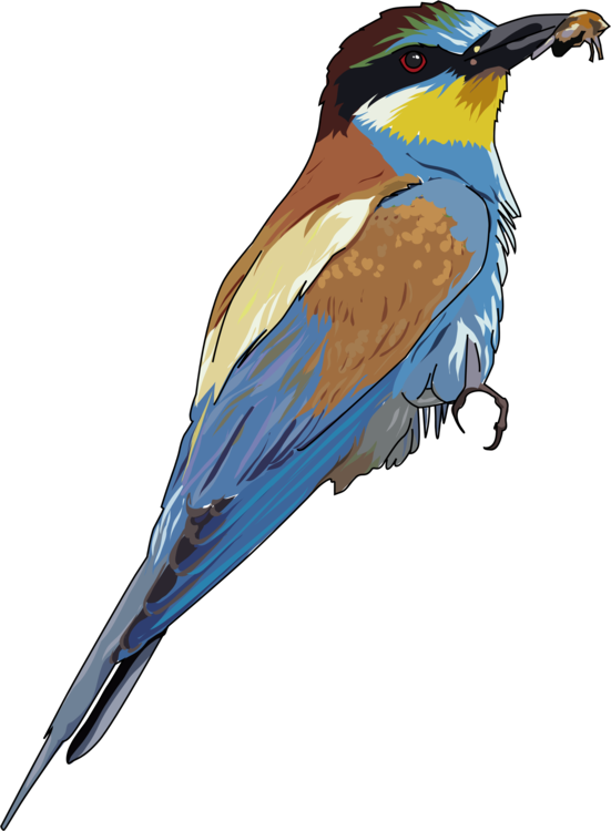 Macaw,Parrot,Fauna