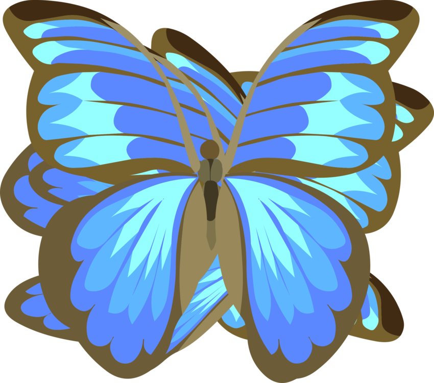 Butterfly,Flower,Symmetry
