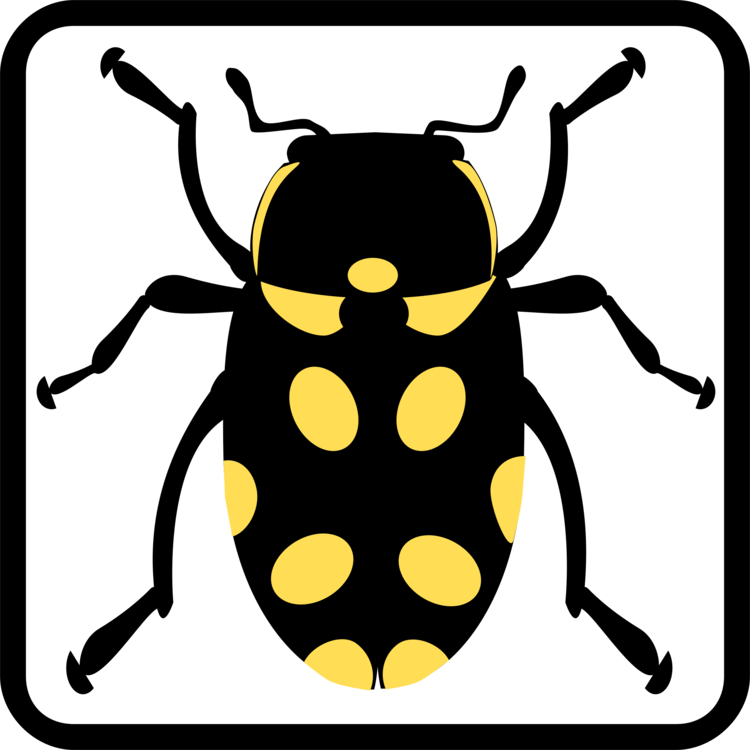 Beetle,Yellow,Invertebrate