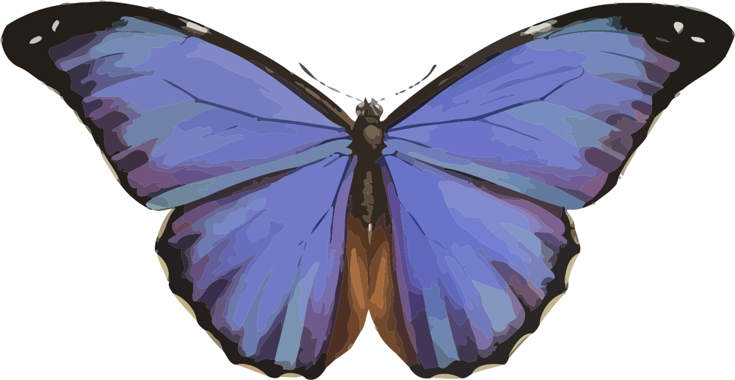 Butterfly,Moth,Symmetry