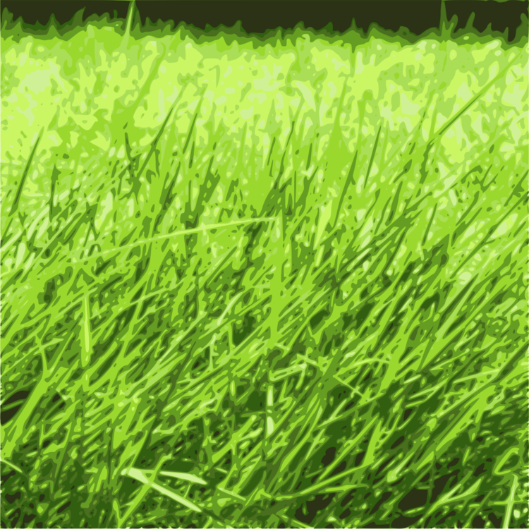 Lawn,Grass Family,Meadow