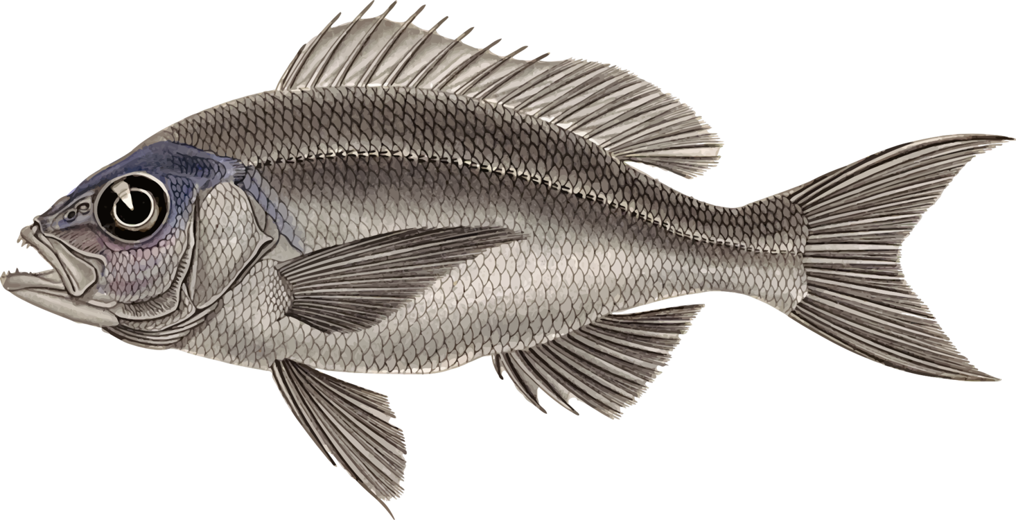 Download Perch,Tilapia,Seafood PNG Clipart - Royalty Free SVG / PNG