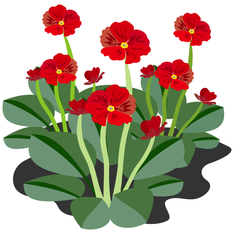 Plant,Flower,Petal