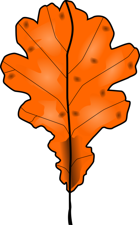 Plant,Leaf,Maple Leaf