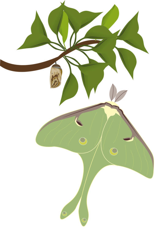 Plant,Flora,Leaf
