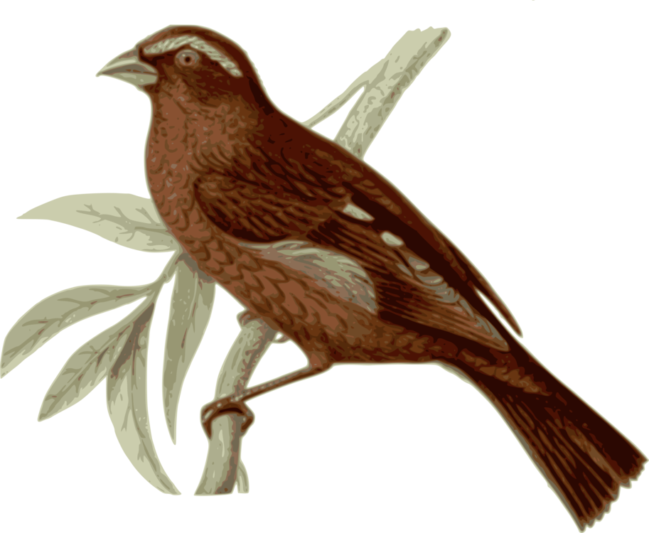 Perching Bird,Sparrow,Wren