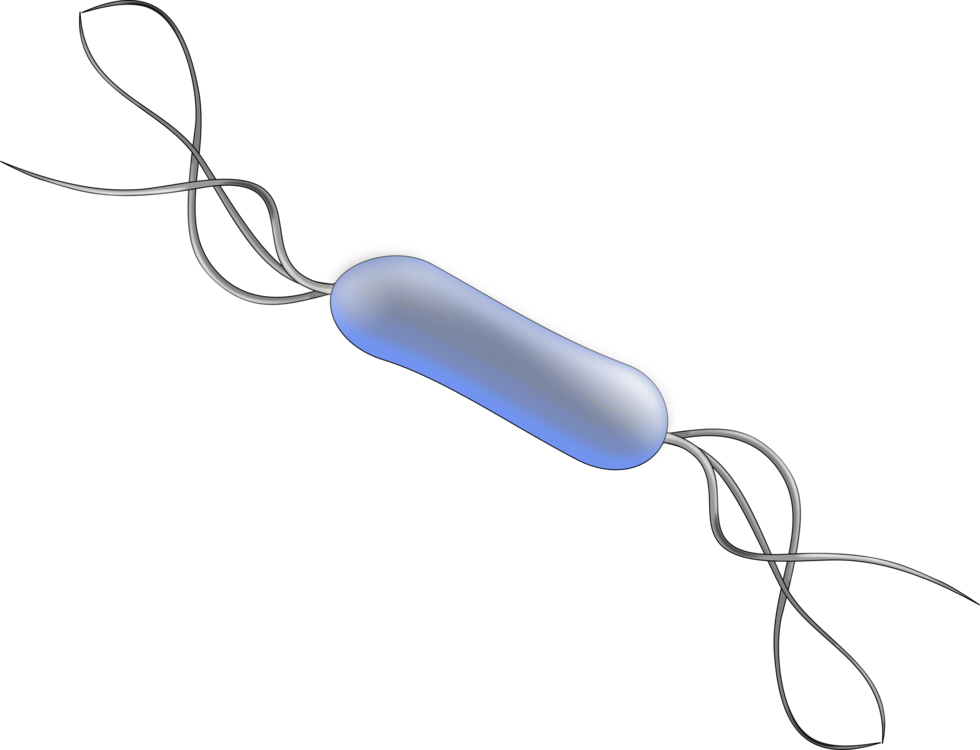 Line,Bacteria,Listeria Monocytogenes