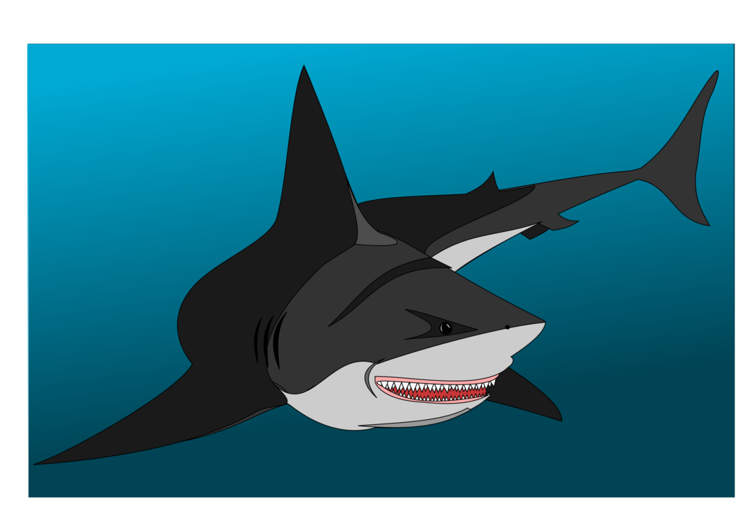 Download Marine Biology,Shark,Killer Whale PNG Clipart - Royalty ...