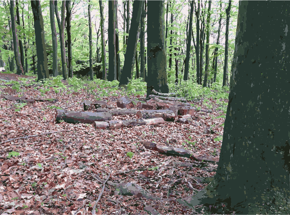 Northern Hardwood Forest Concept,Temperate Broadleaf And Mixed Forest,Soil