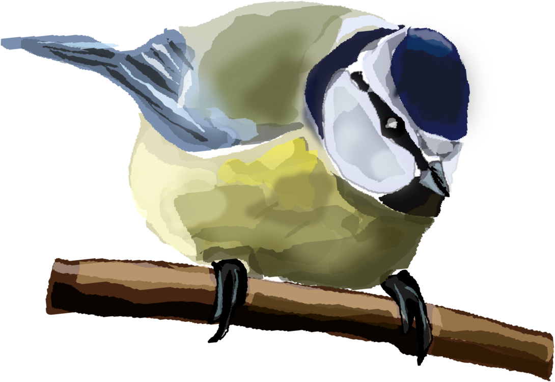 Bird,Beak,Eurasian Blue Tit