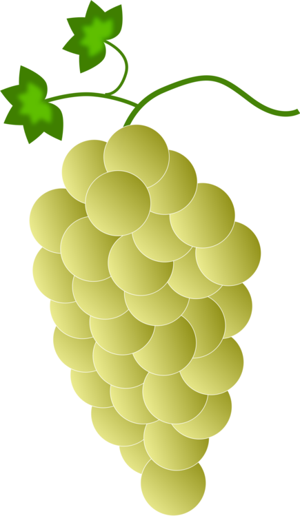 Plant,Grape,Grapevine Family