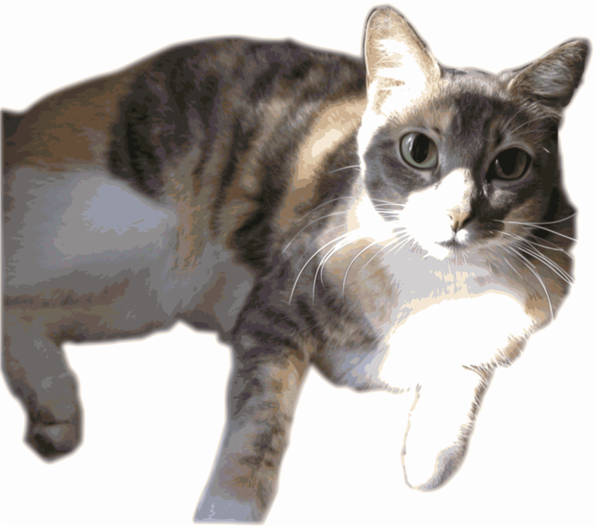 Domestic Short Haired Cat,Kurilian Bobtail,California Spangled