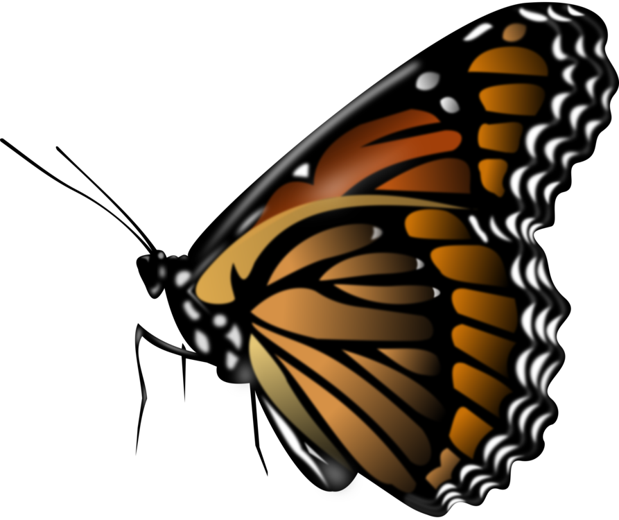 Butterfly Pollinator Monarch Butterfly Png Clipart Royalty Free Svg Png Hot Sex Picture 