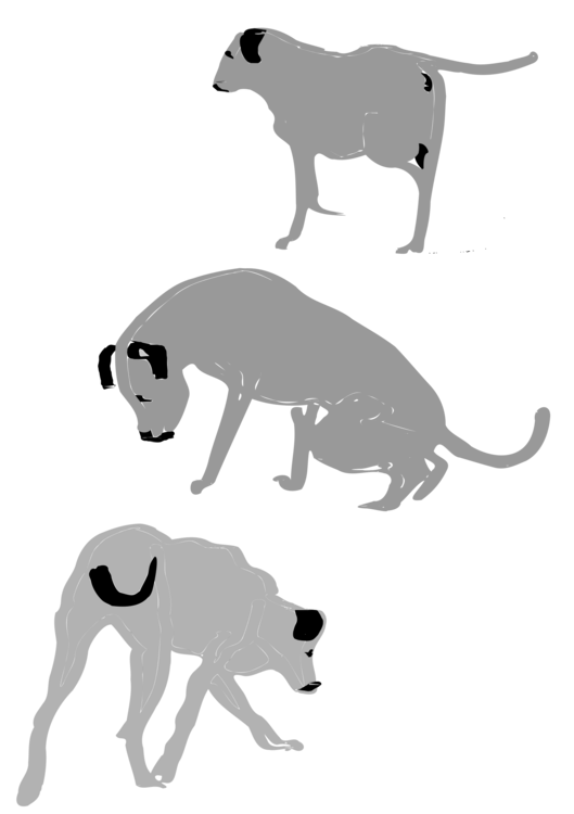 Wildlife,Small To Medium Sized Cats,Carnivoran
