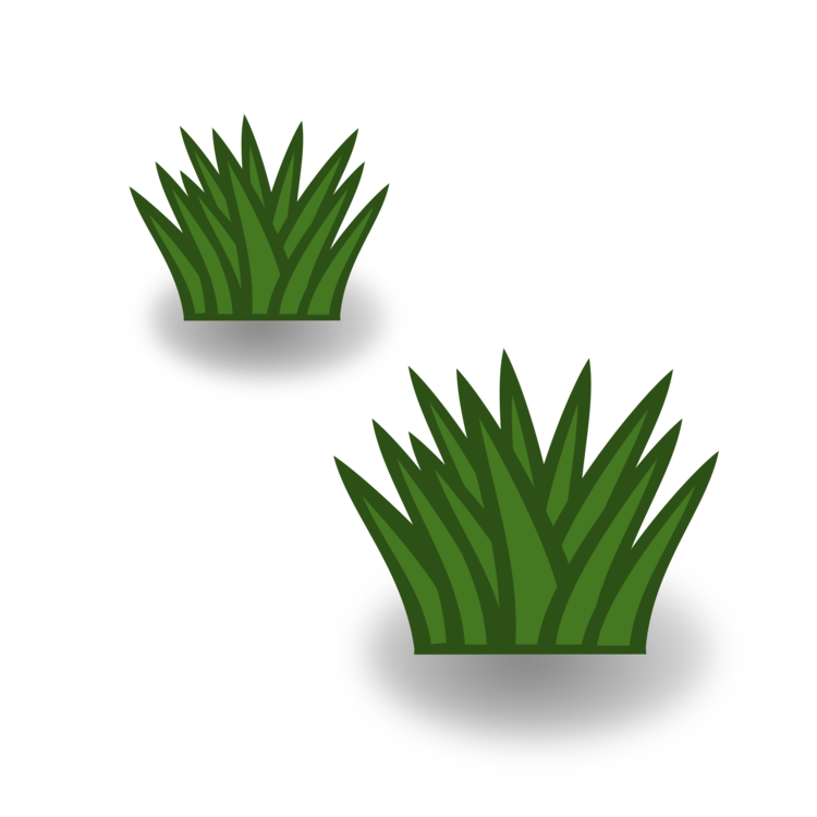 Plant,Leaf,Aloe