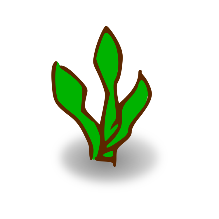 Plant,Grass,Leaf