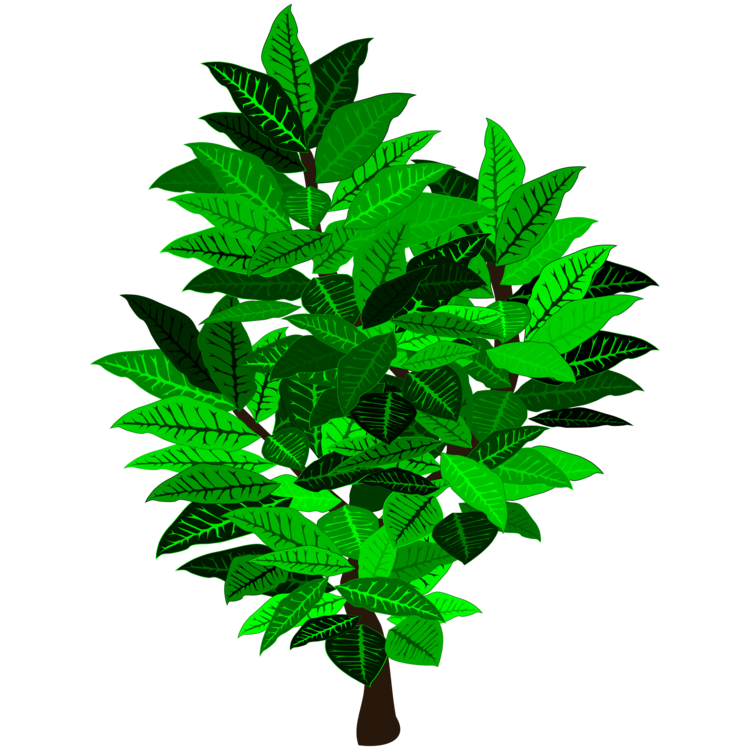 Evergreen,Plant,Leaf