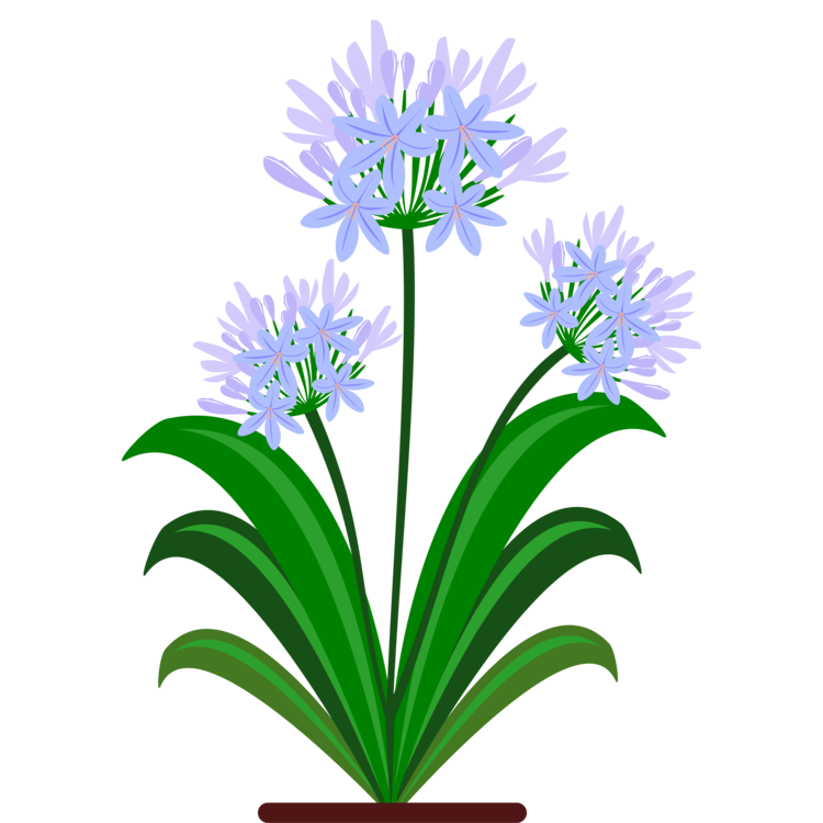 Plant,Flora,Flowerpot