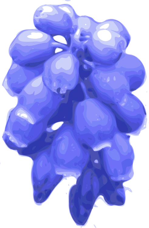 Blue,Grape,Grapevine Family