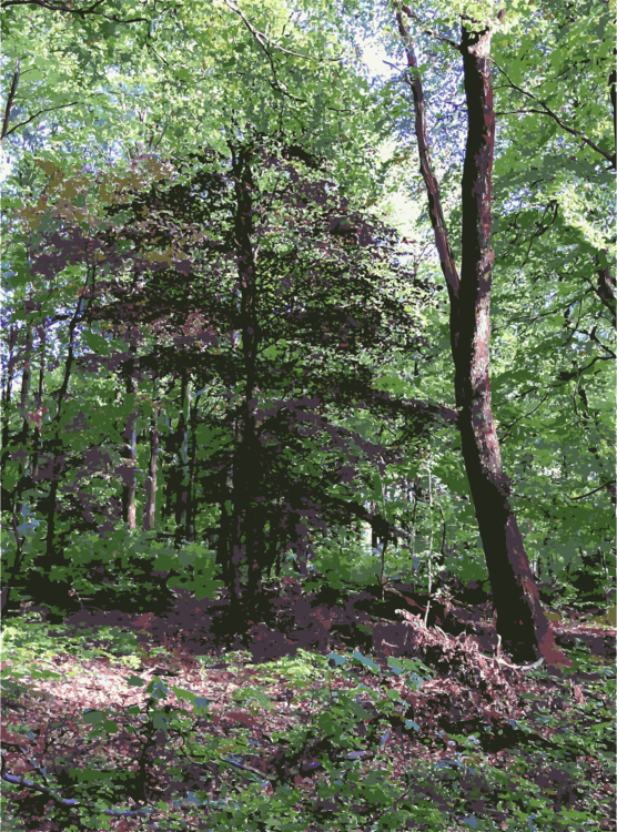 Northern Hardwood Forest Concept,Temperate Broadleaf And Mixed Forest,Spruce Fir Forest