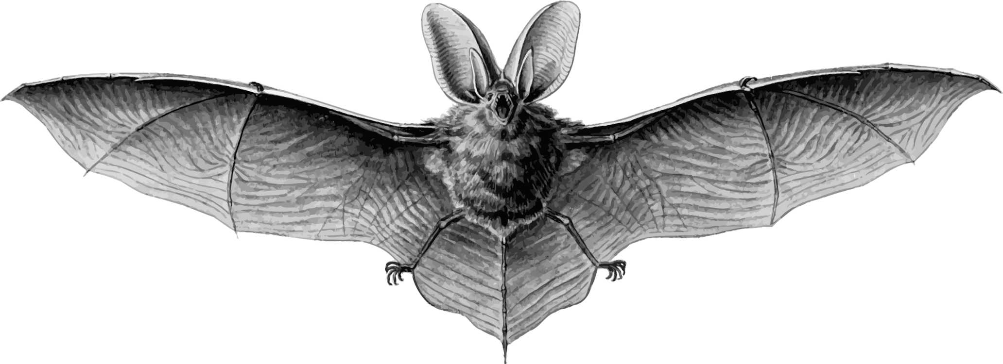 Bat,Bombycidae,Monochrome Photography
