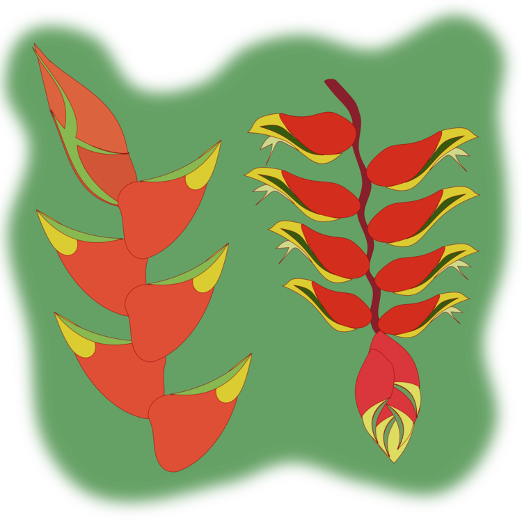 Plant,Leaf,Wing
