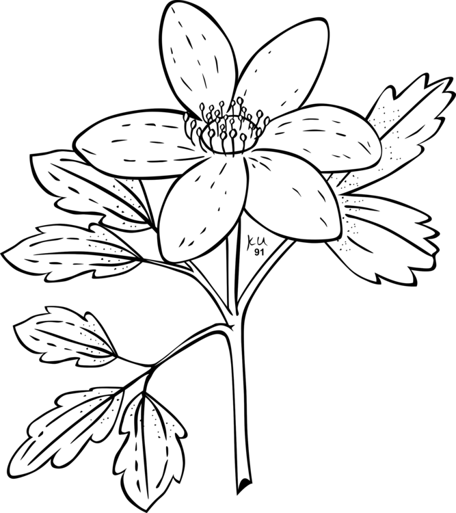 american pasqueflower coloring page
