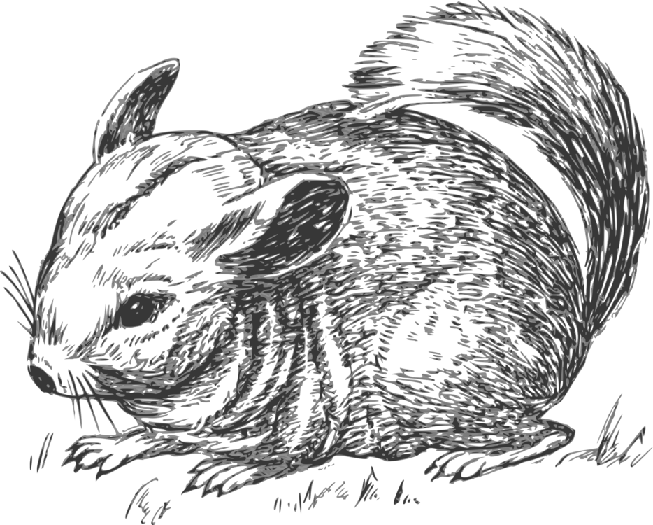 Rabits And Hares,Monochrome Photography,Carnivoran
