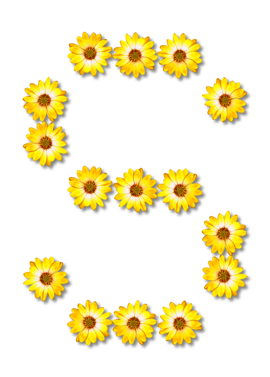 Sunflower Seed,Chrysanths,Flower