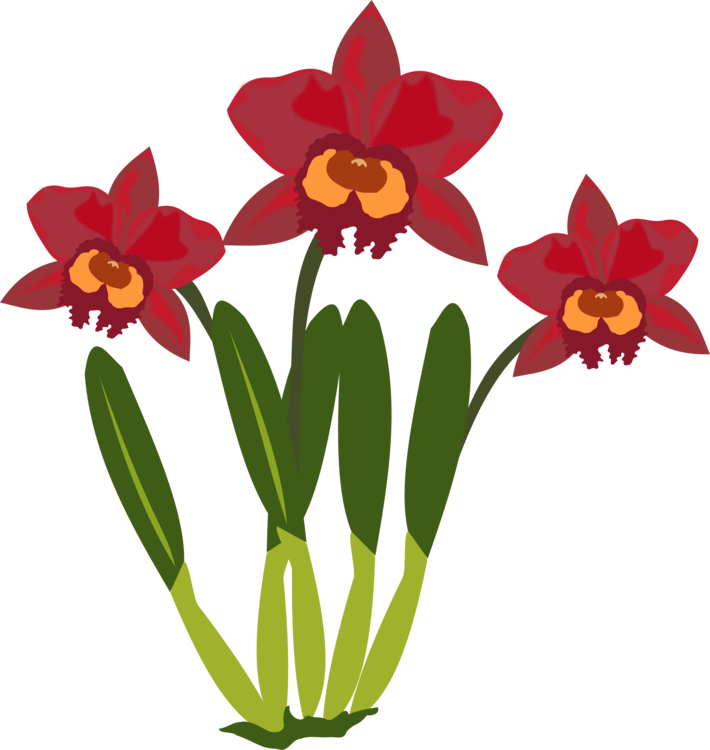 Plant,Flora,Cattleya