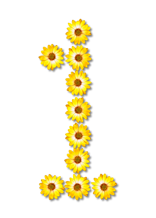Sunflower Seed,Plant,Flower