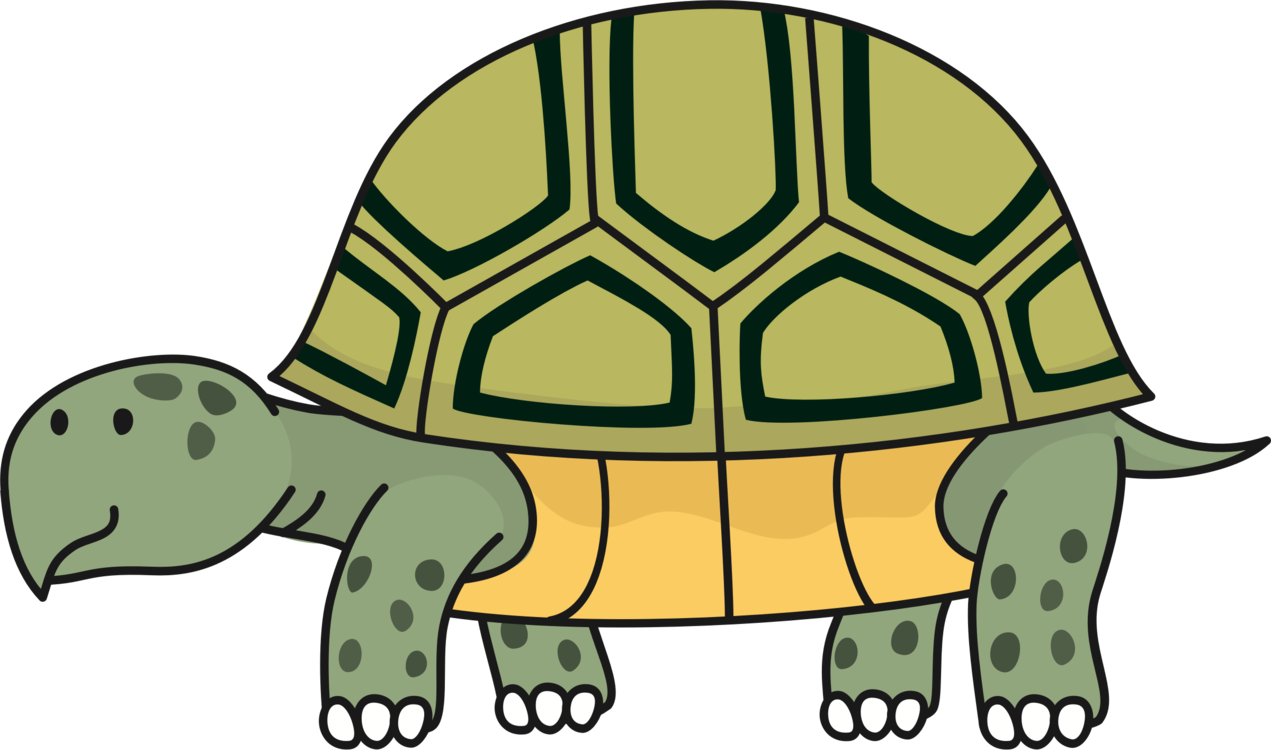 russian tortoise clipart