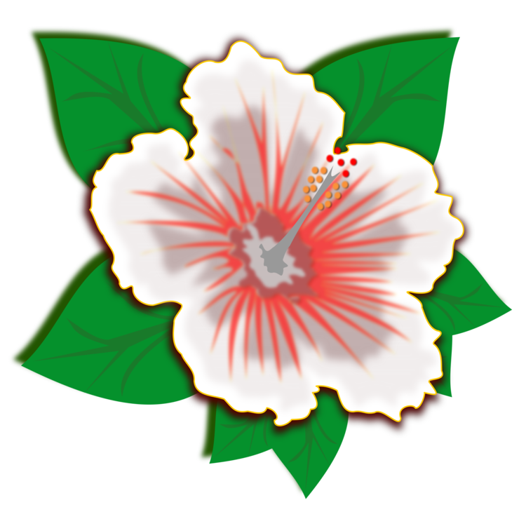 Hibiscus,Plant,Flower