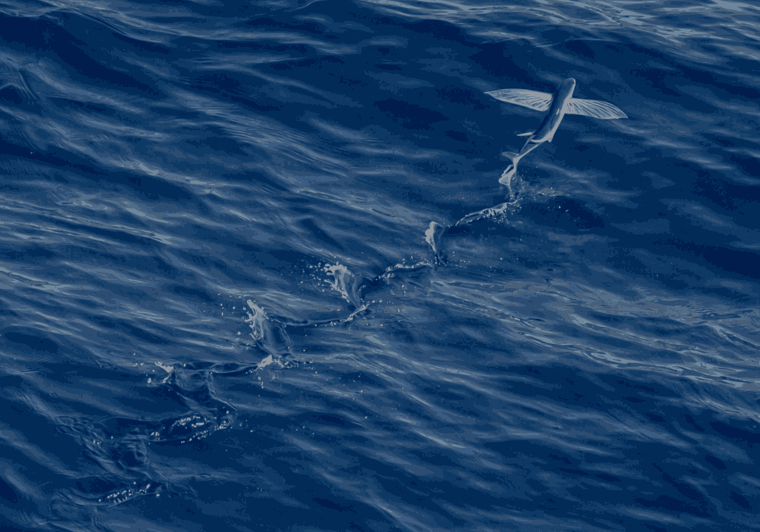 Wind Wave,Marine Biology,Spinner Dolphin
