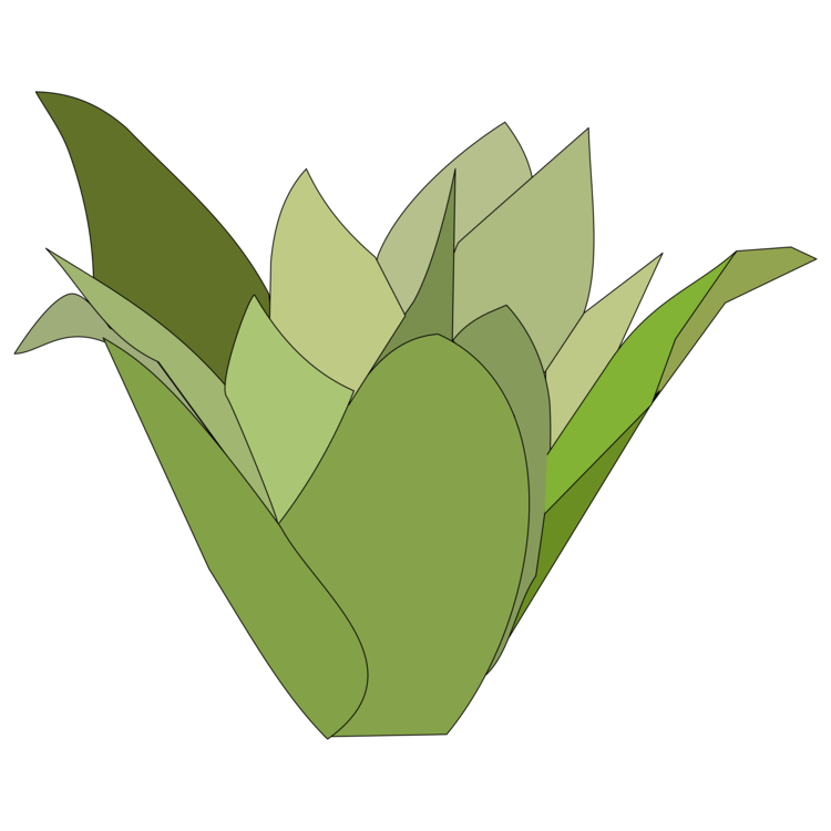 Computer Wallpaper,Plant,Leaf