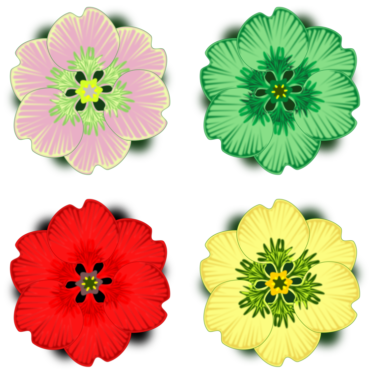 Flower,Petal,Daisy Family