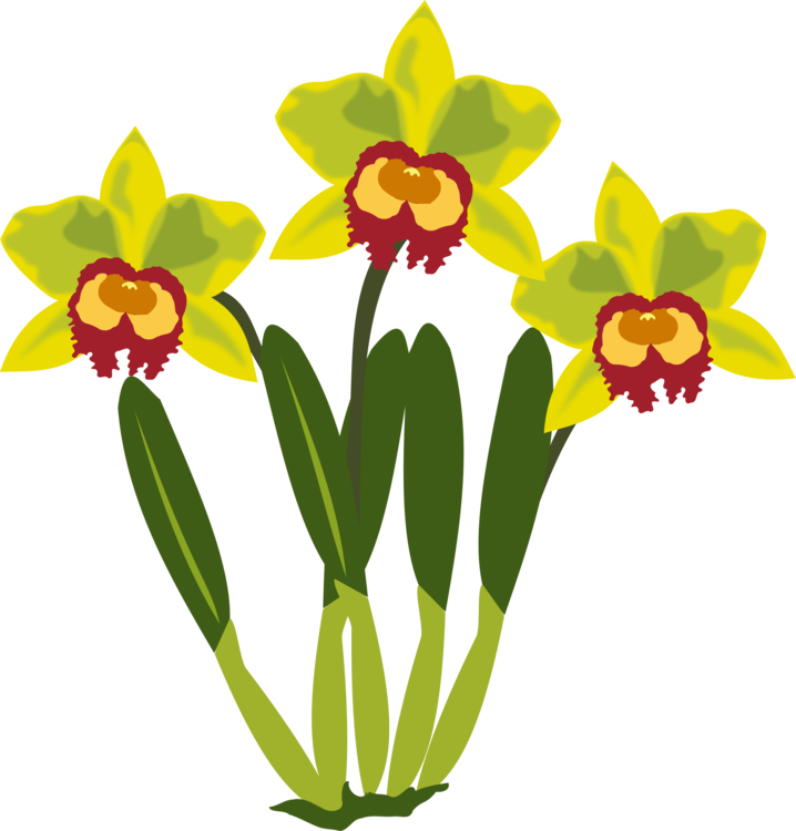 Plant,Flora,Cattleya