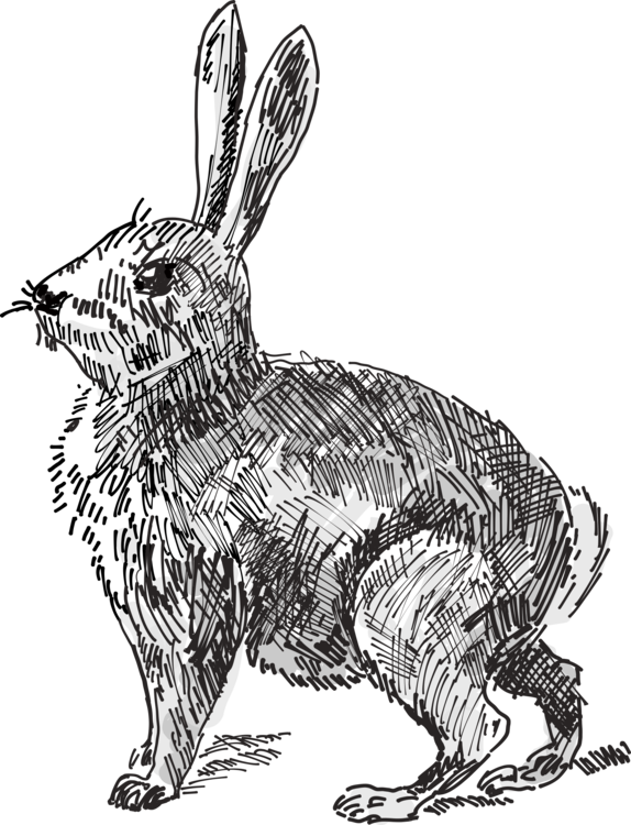 Art,Rabits And Hares,Carnivoran