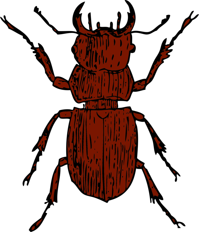 Artwork,Weevil,Invertebrate