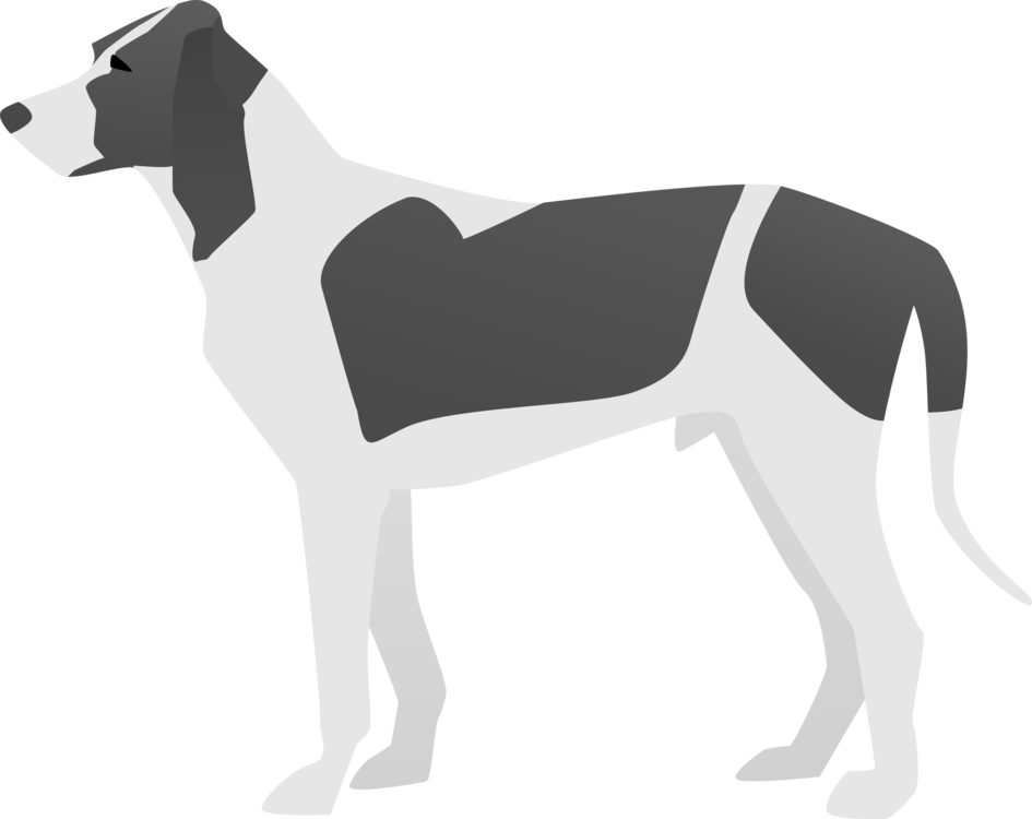 Carnivoran,Italian Greyhound,Dog