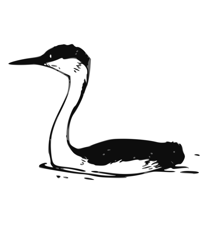 Duck,Pelecaniformes,Water Bird