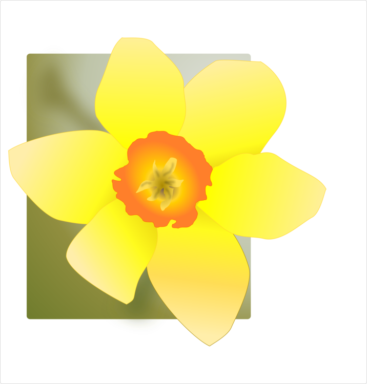 Flower,Petal,Yellow