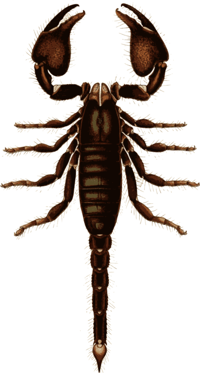 Scorpion,Invertebrate,Arthropod