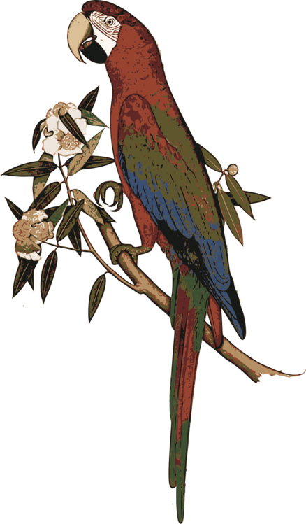 Macaw,Parrot,Bird