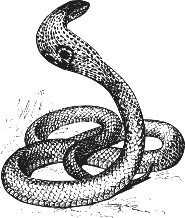 Reptile,Serpent,Cobra