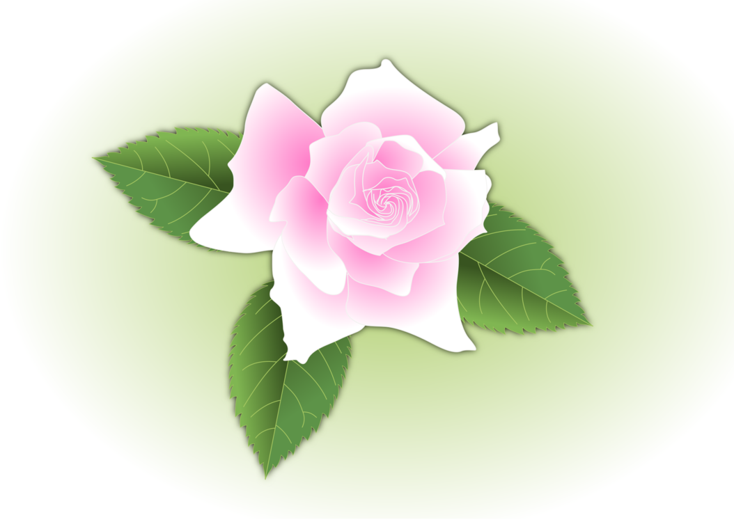 Plant,Flower,China Rose