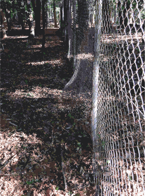 Fence,Tree,Chain Link Fencing