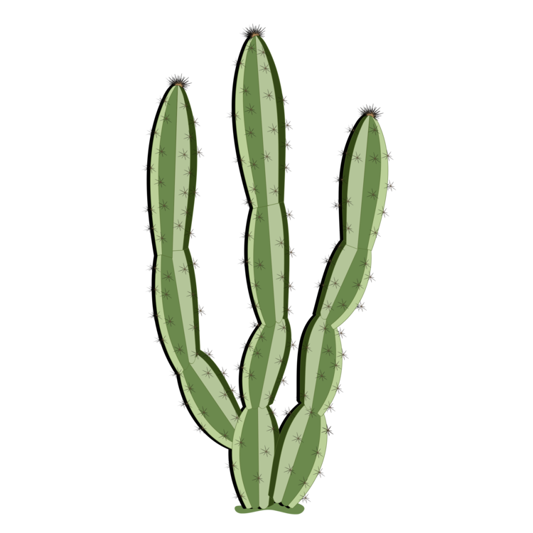 Plant,Flower,Caryophyllales