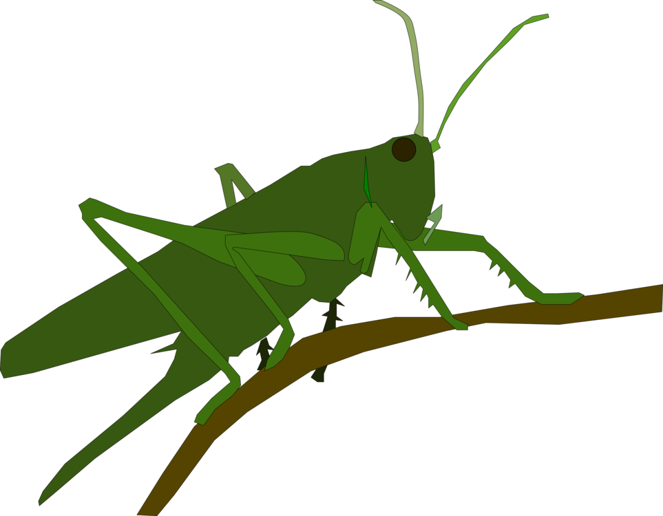 Cricket,Wing,Grasshopper
